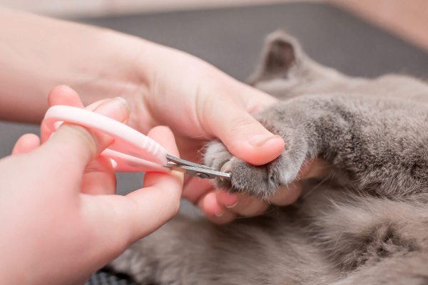 cat nail clipping