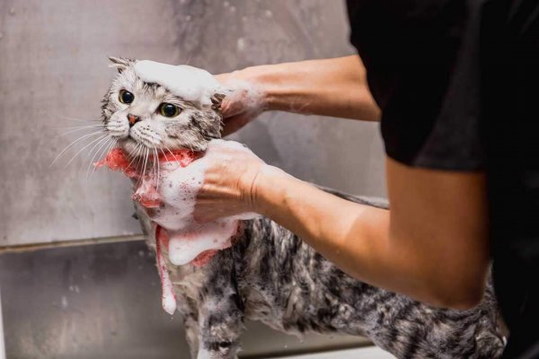 cat-grooming-3