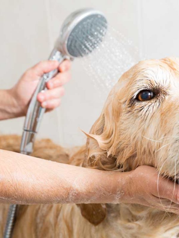 dog-grooming-2