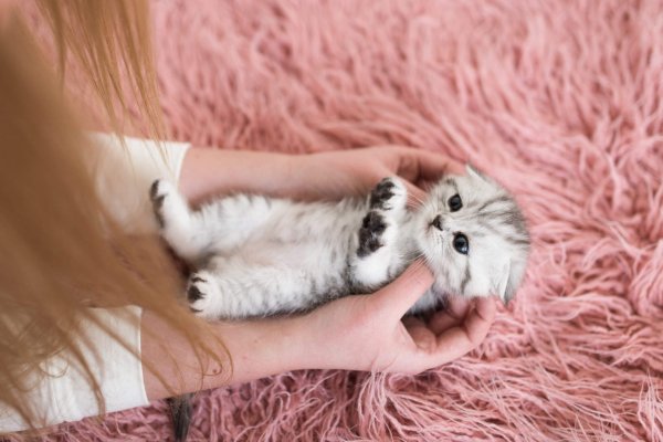 women holding kitten